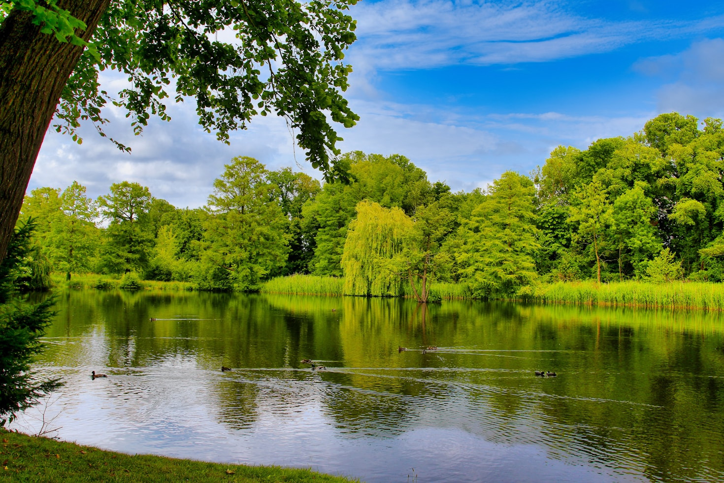 How To Capture Perfect Pond Photographs