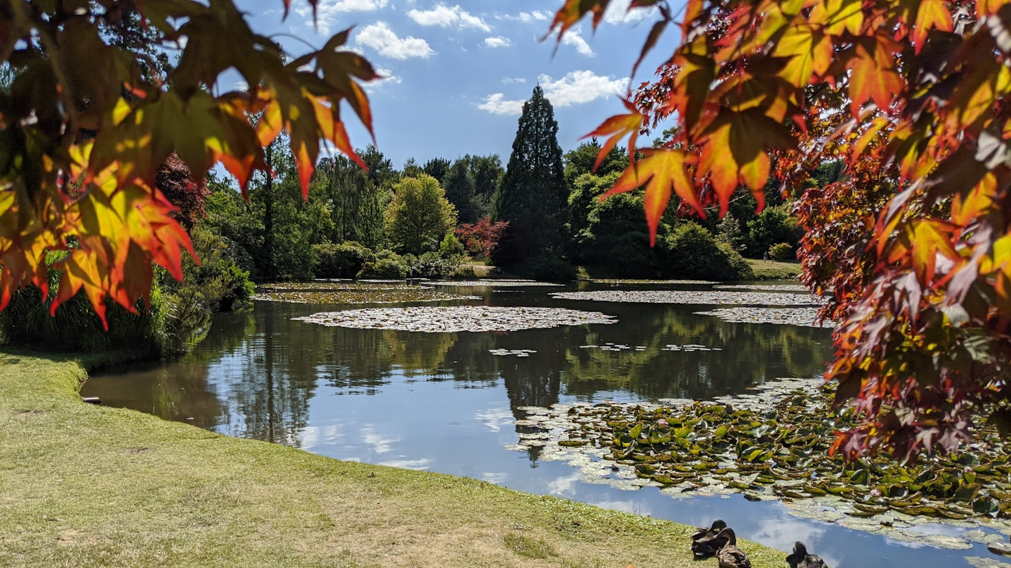 The History Of Our Beloved Pond