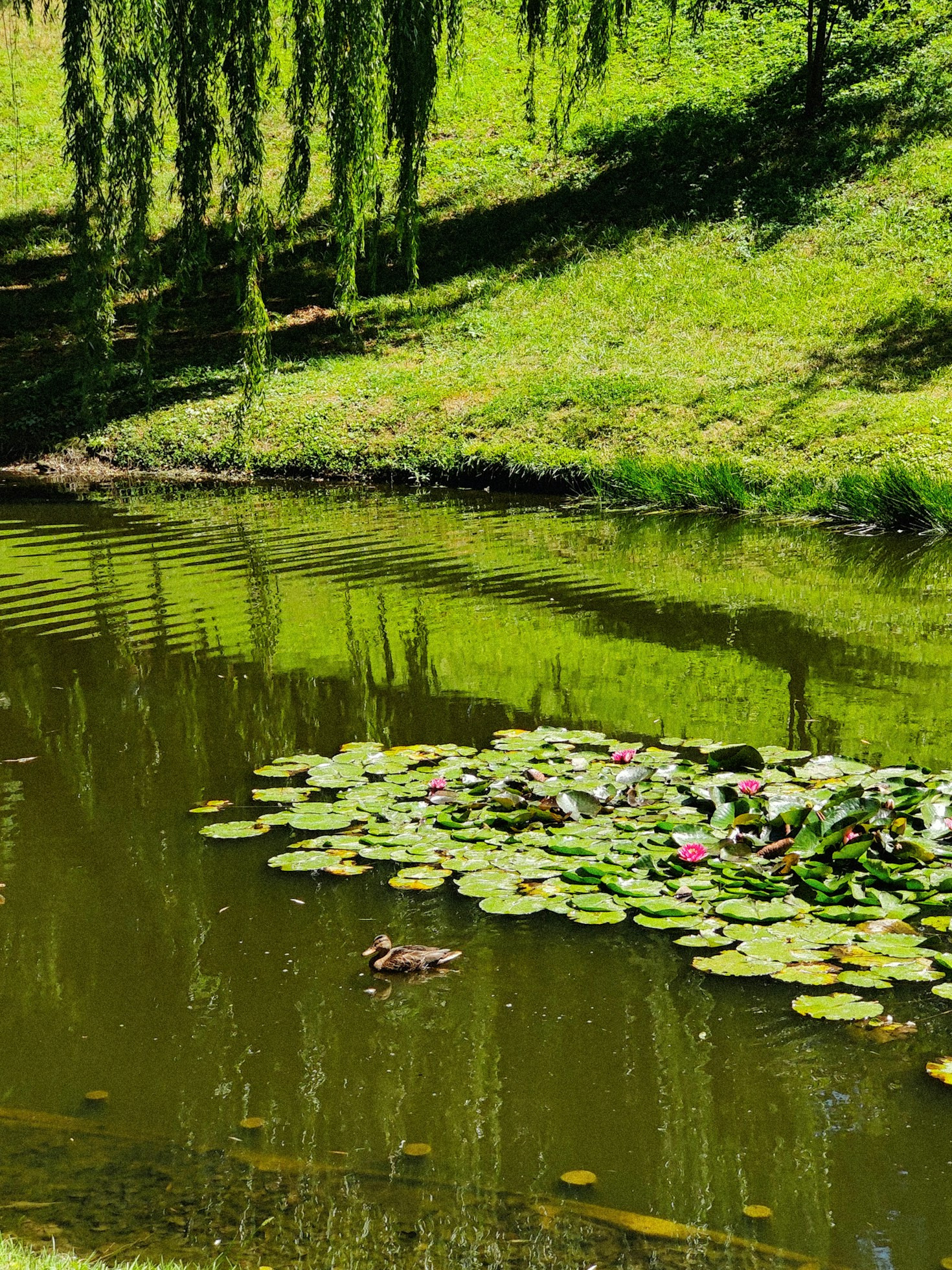 Celebrating Local Nature With Your Neighbors
