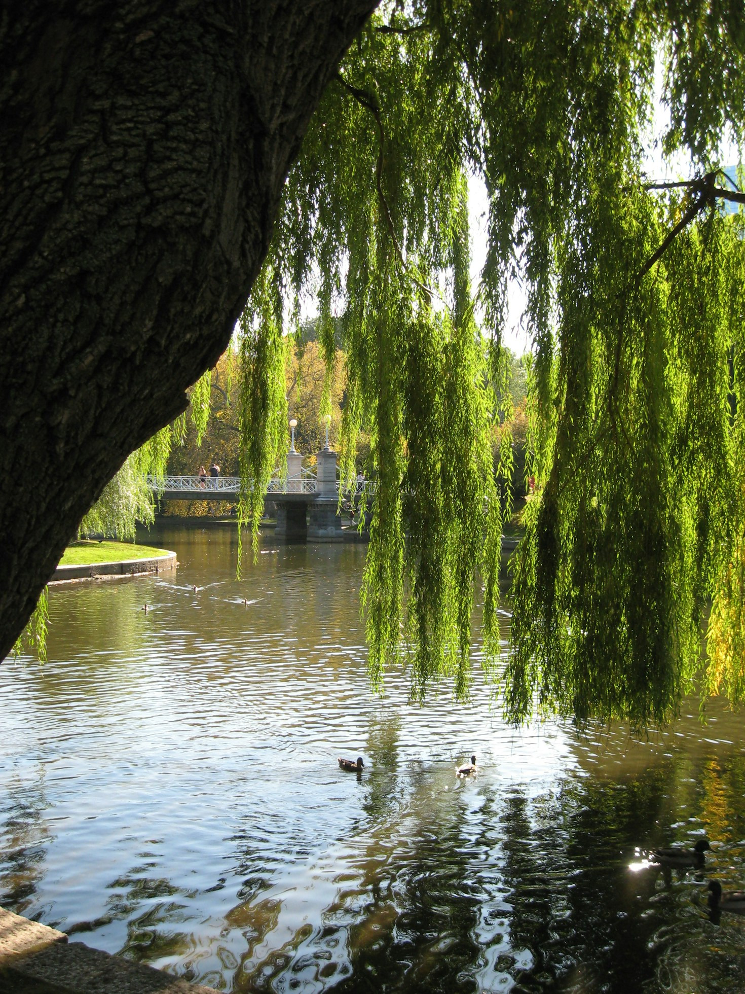 Top Tips For Feeding Local Waterfowl