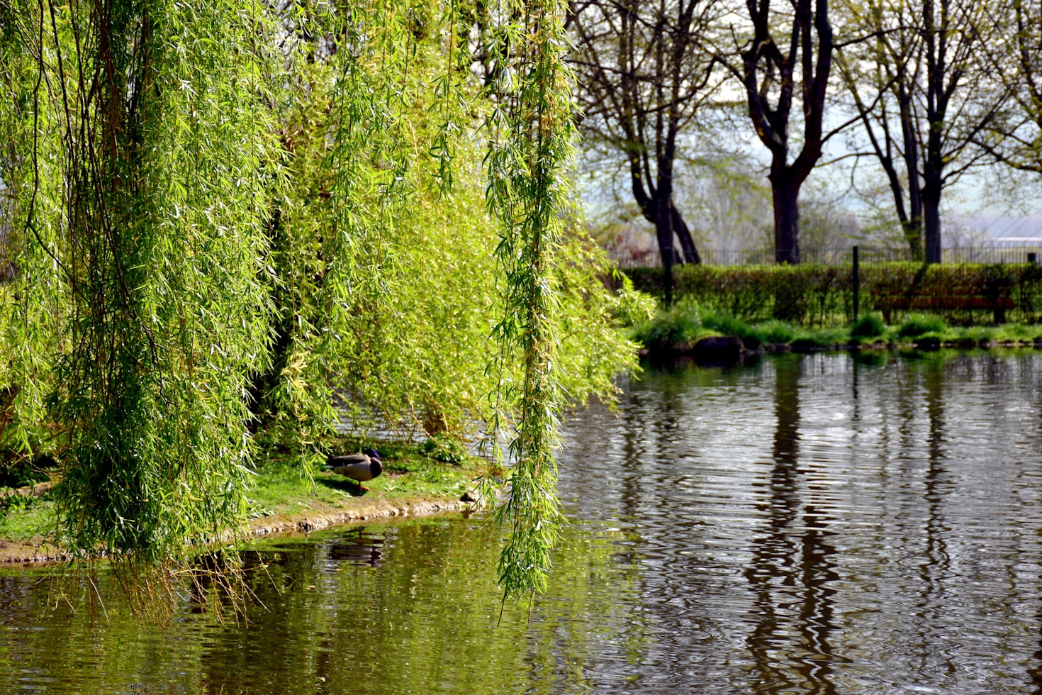 Hidden Gems Around The Duck Pond